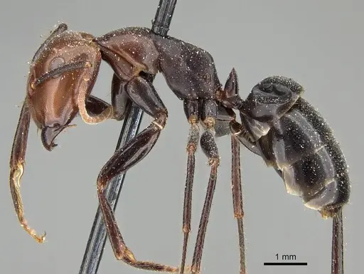 Camponotus quadrisectus - CASENT0922412
