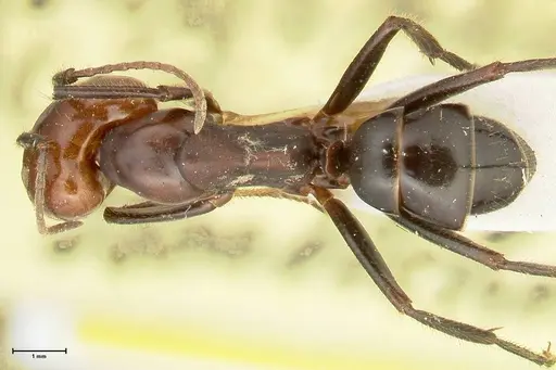 Camponotus quadrisectus - FOCOL2337