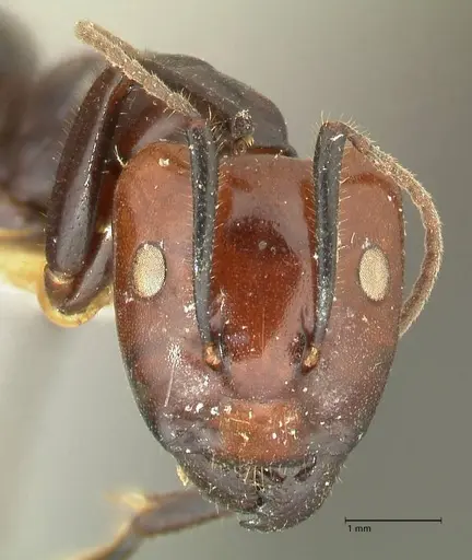 Camponotus quadrisectus - FOCOL2337