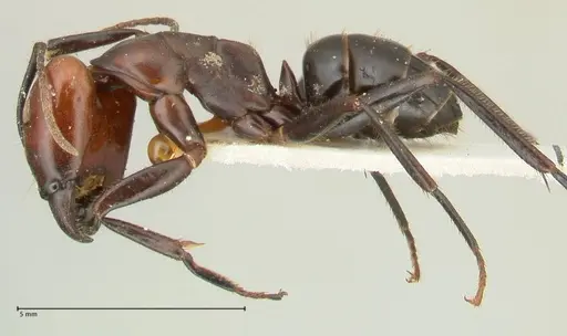 Camponotus quadrisectus - FOCOL2337
