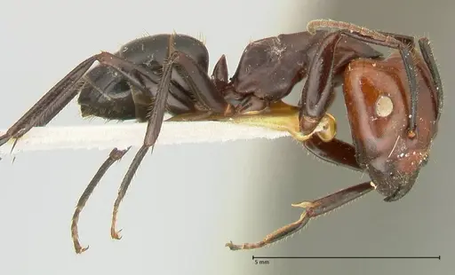 Camponotus quadrisectus - FOCOL2337