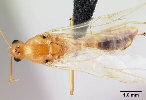 Camponotus radamae specimen