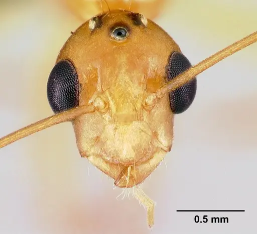 Camponotus radamae specimen