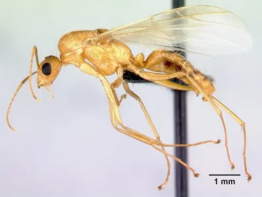 Camponotus radamae specimen