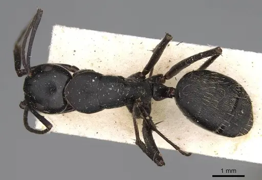 Camponotus radiatus specimen