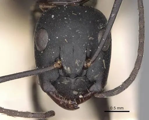 Camponotus radiatus specimen