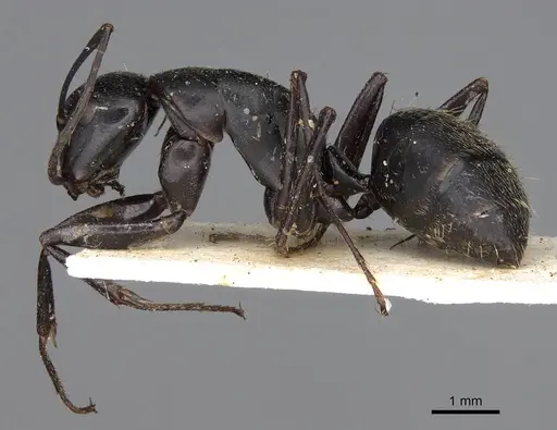 Camponotus radiatus specimen