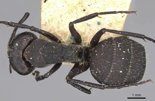 Camponotus radiatus - CASENT0906952