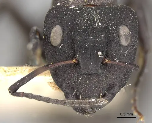 Camponotus radiatus - CASENT0906952