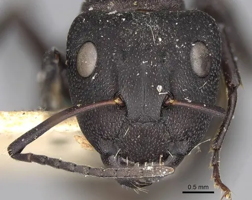 Camponotus radiatus - CASENT0906952