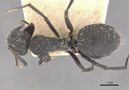 Camponotus radiatus - CASENT0910464