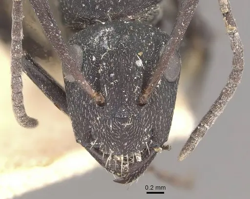 Camponotus radiatus - CASENT0910464