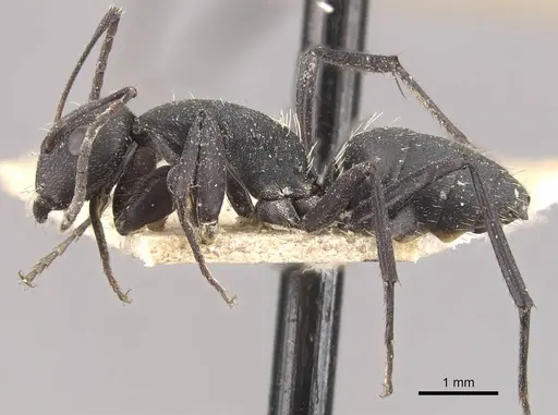 Camponotus radiatus - CASENT0910464