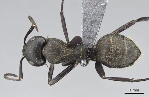 Camponotus radovae specimen