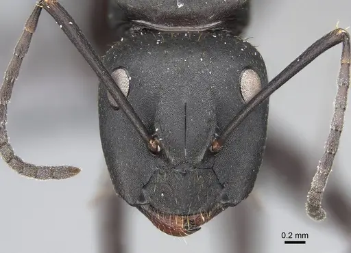 Camponotus radovae specimen