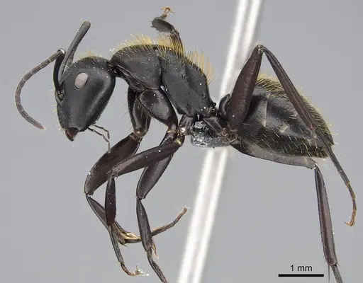 Camponotus radovae specimen