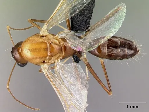 Camponotus raina specimen