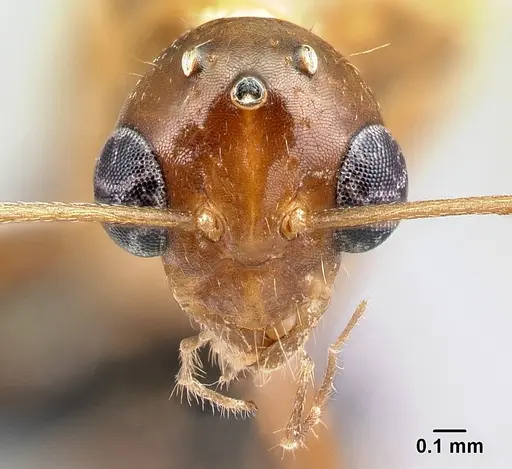 Camponotus raina specimen