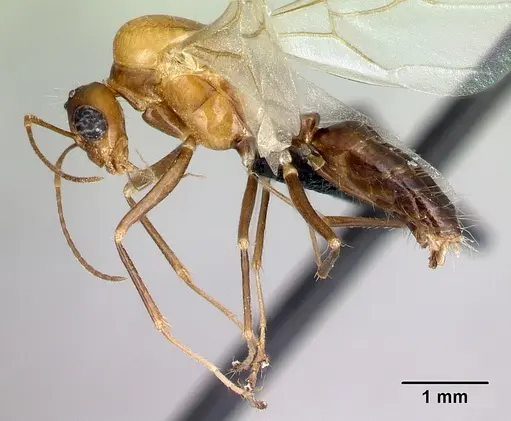 Camponotus raina specimen