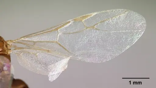 Camponotus raina - CASENT0076653