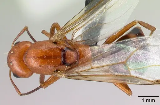 Camponotus raina - CASENT0110549