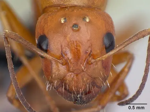 Camponotus raina - CASENT0110549