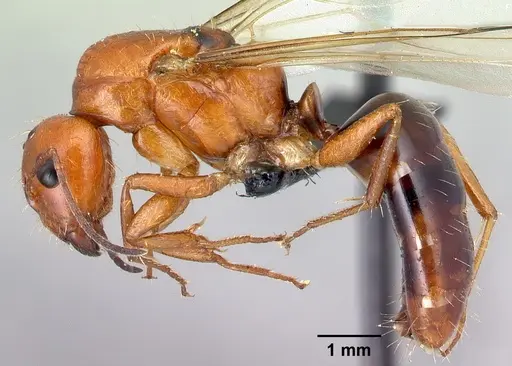 Camponotus raina - CASENT0110549