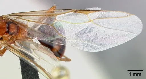 Camponotus raina - CASENT0110549