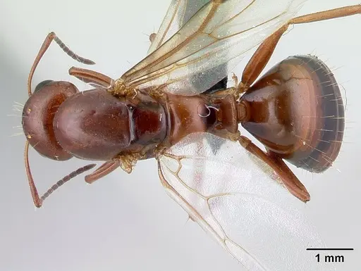 Camponotus raina - CASENT0498581