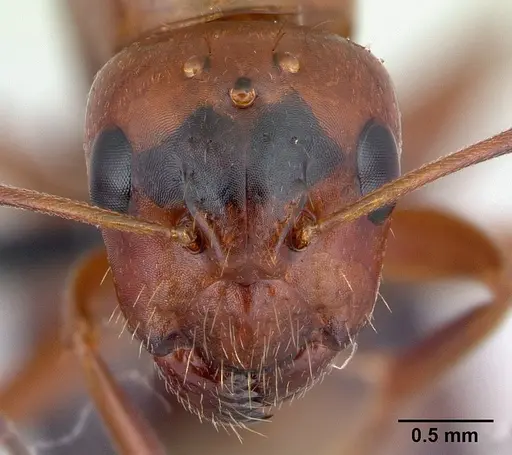 Camponotus raina - CASENT0498581