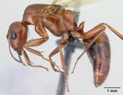 Camponotus raina - CASENT0498581