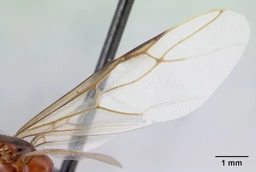 Camponotus raina - CASENT0498581