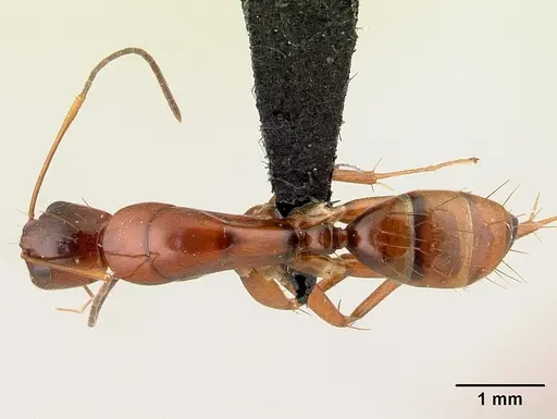 Camponotus raina - CASENT0499051