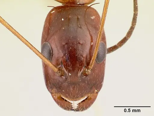 Camponotus raina - CASENT0499051