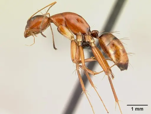 Camponotus raina - CASENT0499051