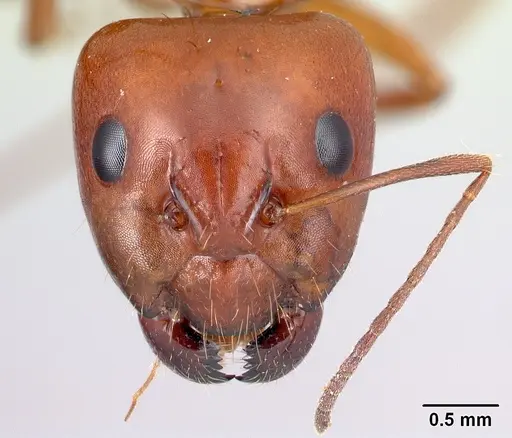 Camponotus raina - CASENT0499052