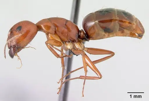 Camponotus raina - CASENT0499052