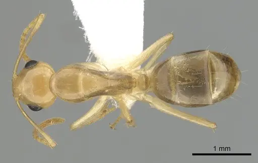 Camponotus ramulorum specimen