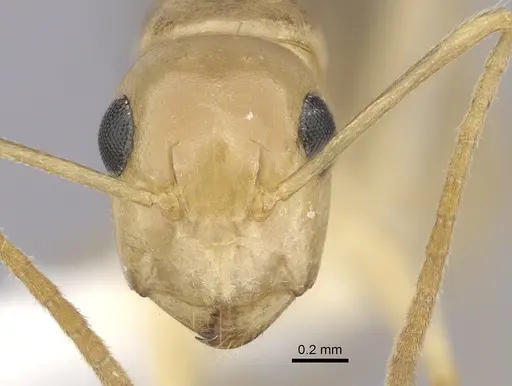 Camponotus ramulorum specimen