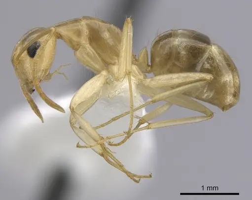 Camponotus ramulorum specimen
