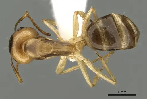 Camponotus ramulorum - CASENT0249348