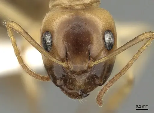 Camponotus ramulorum - CASENT0249348