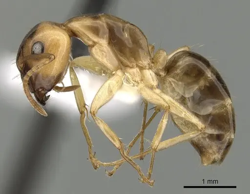 Camponotus ramulorum - CASENT0249348