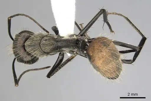 Camponotus rapax specimen