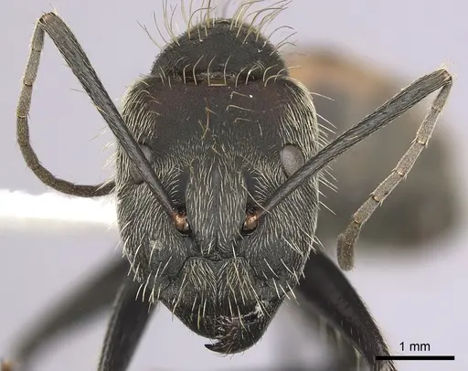 Camponotus rapax specimen