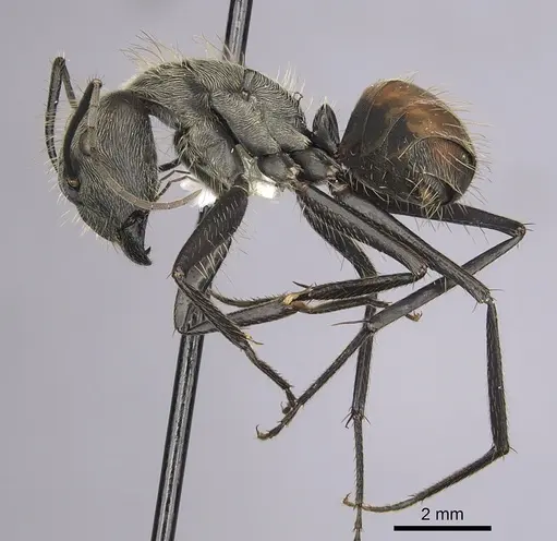 Camponotus rapax specimen