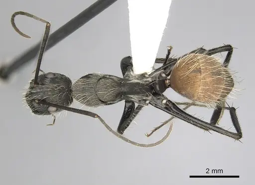 Camponotus rapax - CASENT0280054