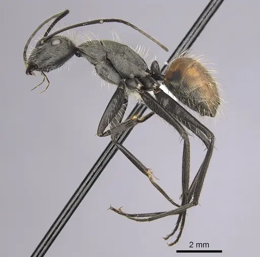 Camponotus rapax - CASENT0280054