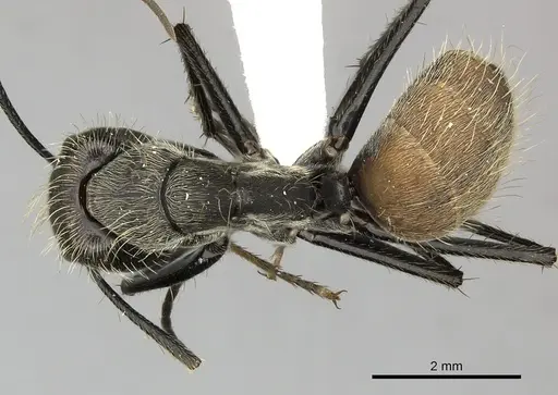 Camponotus rapax - CASENT0619238