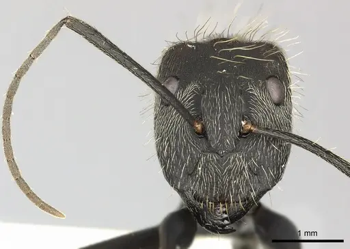 Camponotus rapax - CASENT0619238